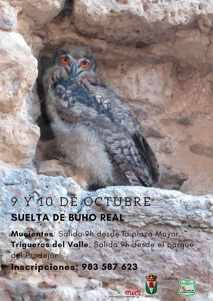 suelta-del-buho-real